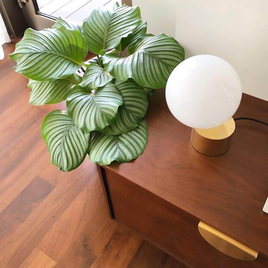 Lynvon Table Lamp